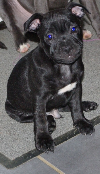 Publication : Spirit Of Liberty Auteur : Spirit Of Liberty