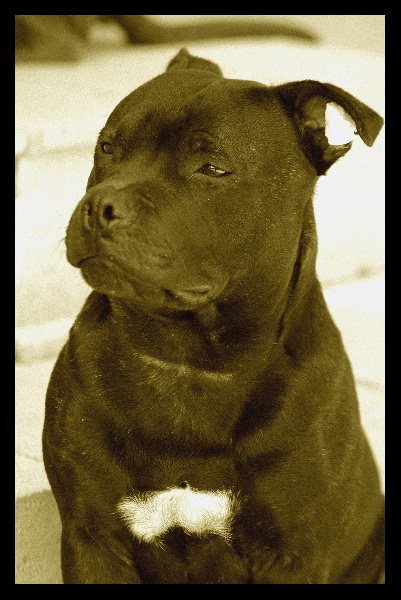 Publication : Spirit Of Liberty Auteur : Spirit Of Liberty