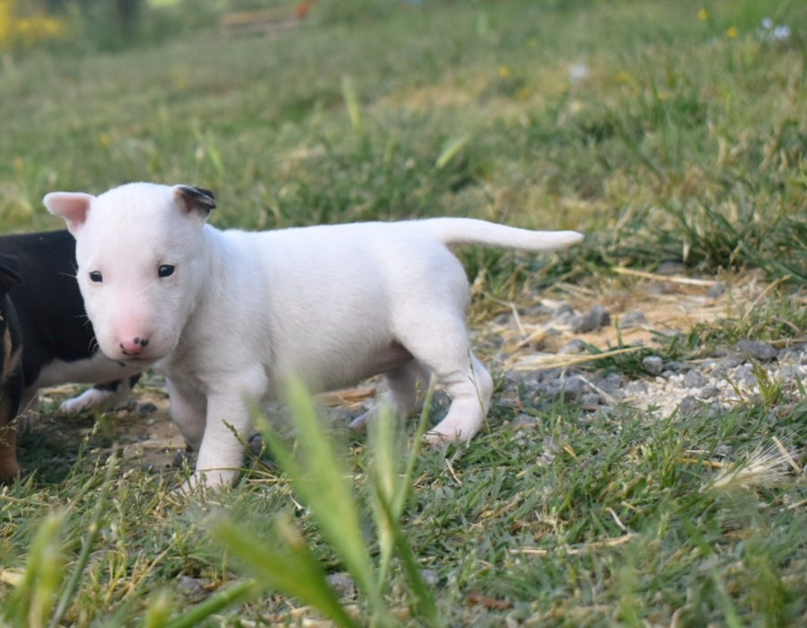 Femelle 1 ( U love me x Veepee)