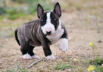 Les chiots de Bull Terrier Miniature