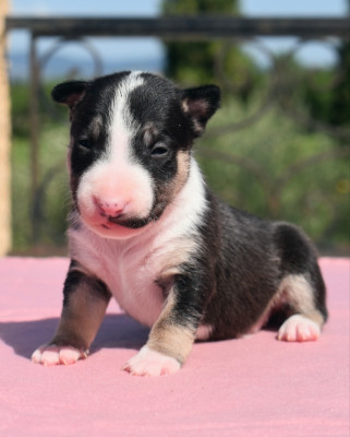 Les chiots de Bull Terrier Miniature