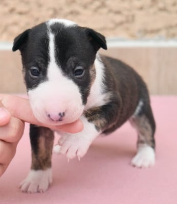 Les chiots de Bull Terrier Miniature