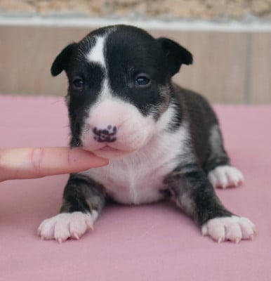 Mâle - Bull Terrier Miniature