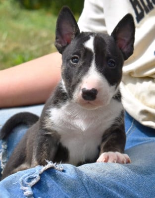 Les chiots de Bull Terrier Miniature