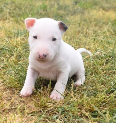 Les chiots de Bull Terrier Miniature