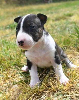 Les chiots de Bull Terrier Miniature