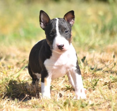 Les chiots de Bull Terrier Miniature