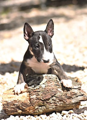 Les chiots de Bull Terrier Miniature
