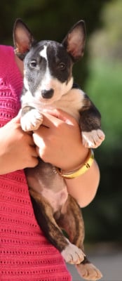 Les chiots de Bull Terrier Miniature