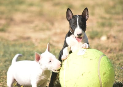 Les chiots de Bull Terrier Miniature