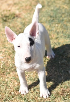 Les chiots de Bull Terrier Miniature