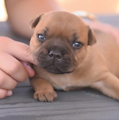 Les chiots de Staffordshire Bull Terrier