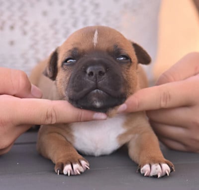 Les chiots de Staffordshire Bull Terrier