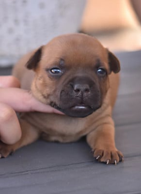 Les chiots de Staffordshire Bull Terrier
