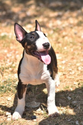 Les chiots de Bull Terrier Miniature