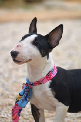Les chiots de Bull Terrier Miniature