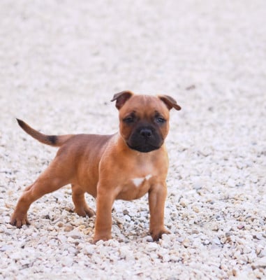 Les chiots de Staffordshire Bull Terrier