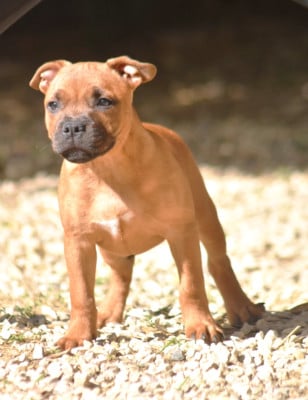 Les chiots de Staffordshire Bull Terrier
