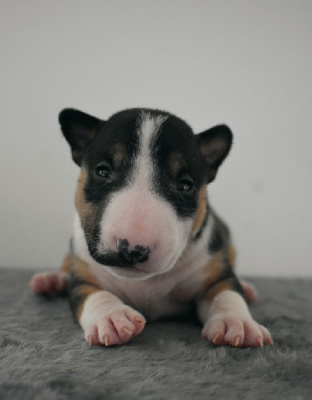 Les chiots de Bull Terrier Miniature