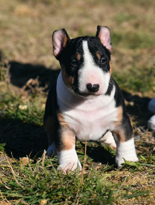 Les chiots de Bull Terrier Miniature