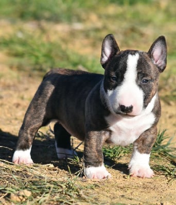 Les chiots de Bull Terrier Miniature