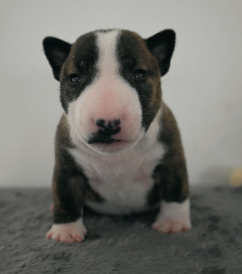 Les chiots de Bull Terrier Miniature