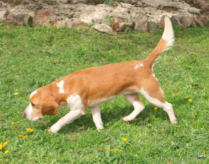 Publication : Des Fauves D'orient Auteur : DFO