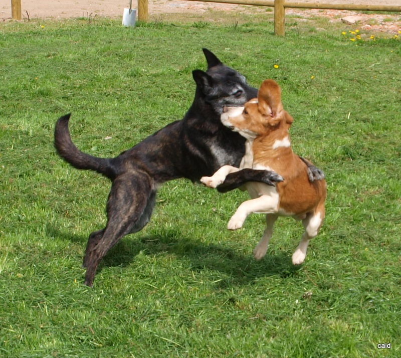 Publication : Des Fauves D'orient Auteur : DFO