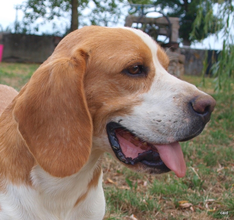 Publication : Des Fauves D'orient Auteur : DFO