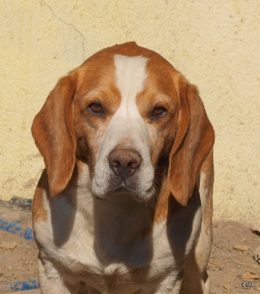 Publication : Des Fauves D'orient Auteur : DFO