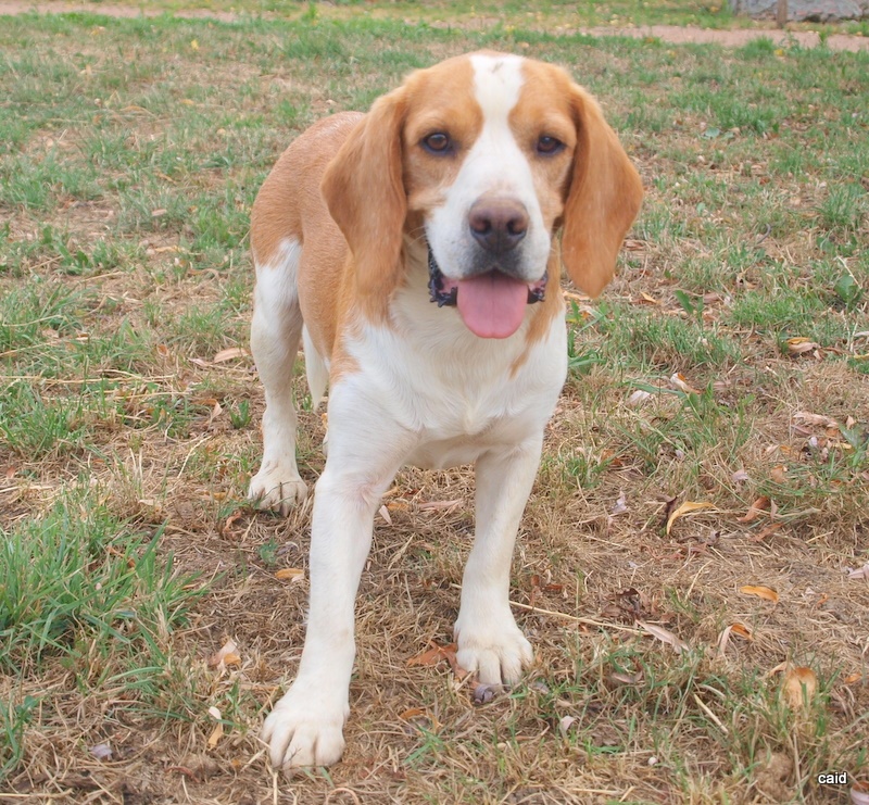 Publication : Des Fauves D'orient Auteur : DFO