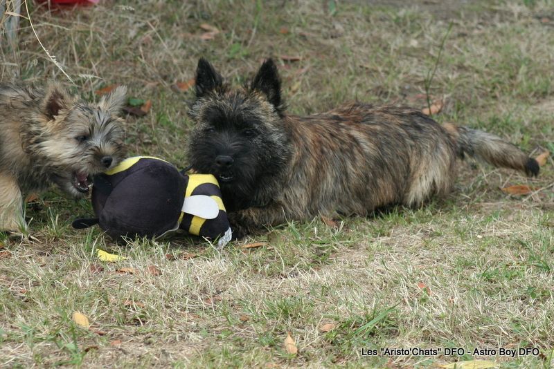Astro Boy => Mâle vert
