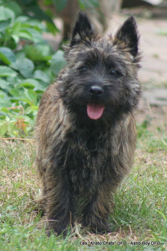 Astro Boy => Mâle vert