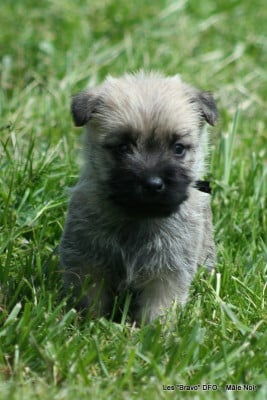 Les chiots de Cairn Terrier