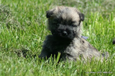 Les chiots de Cairn Terrier