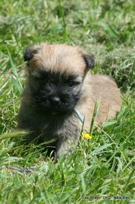 Les chiots de Cairn Terrier