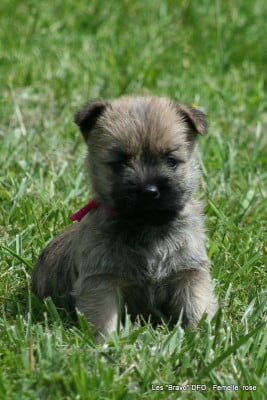 Les chiots de Cairn Terrier