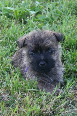 Les chiots de Cairn Terrier