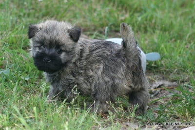 Les chiots de Cairn Terrier