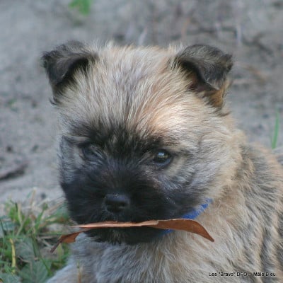 Les chiots de Cairn Terrier