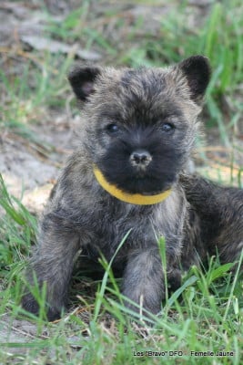 Les chiots de Cairn Terrier