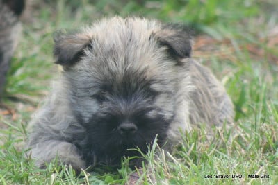 Les chiots de Cairn Terrier