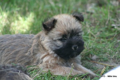 Les chiots de Cairn Terrier
