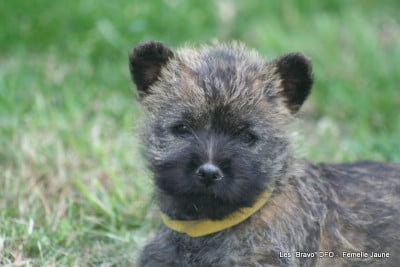 Les chiots de Cairn Terrier