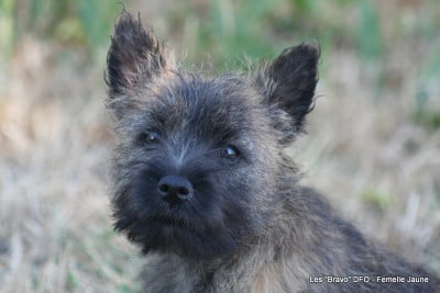 Les chiots de Cairn Terrier