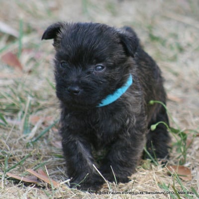 Les chiots de Cairn Terrier