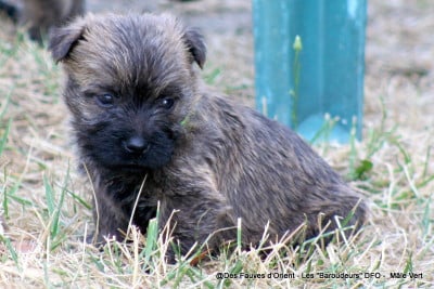Les chiots de Cairn Terrier