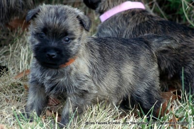 Les chiots de Cairn Terrier
