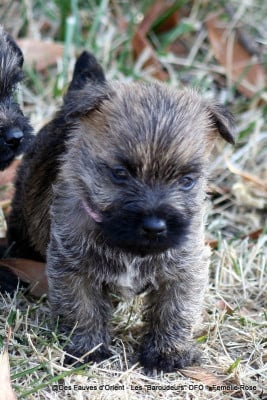 Les chiots de Cairn Terrier