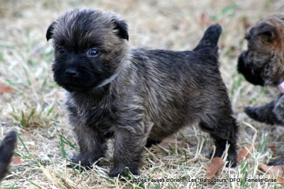 Les chiots de Cairn Terrier